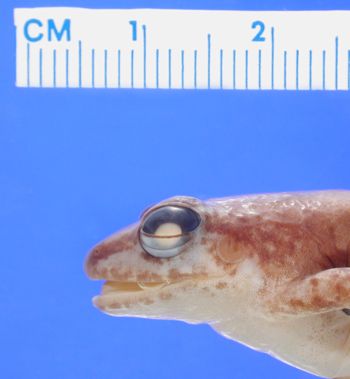 Media type: image; Herpetology A-30730